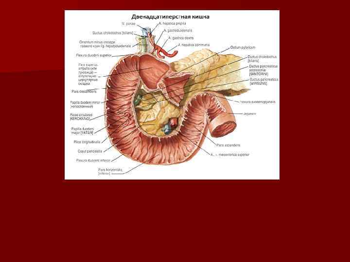Топографическая анатомия двенадцатиперстной кишки 