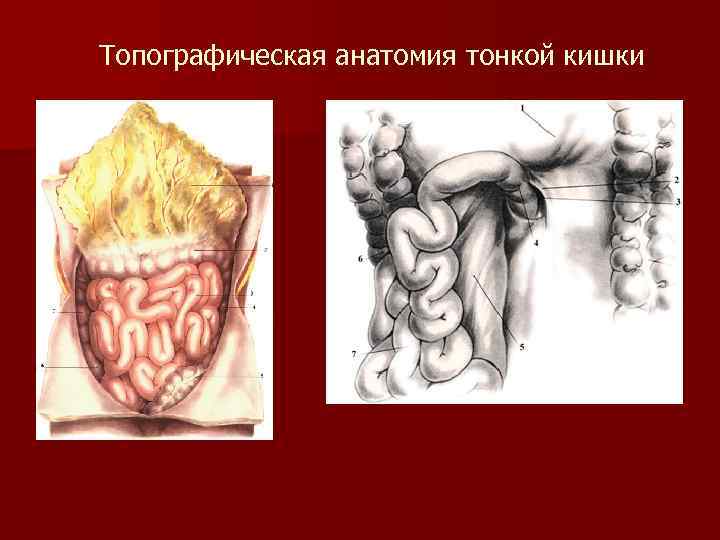 Топографическая анатомия тонкой кишки 