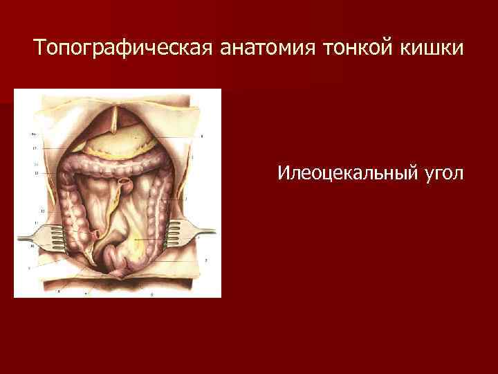 Топографическая анатомия тонкой кишки Илеоцекальный угол 