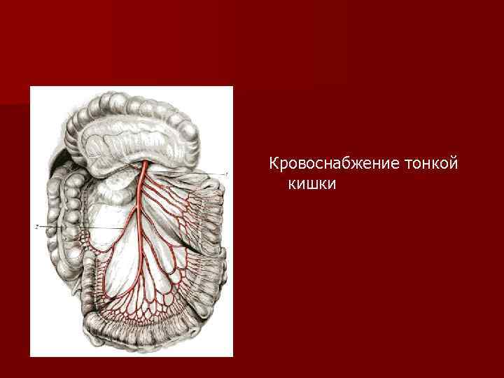 Кровоснабжение тонкой кишки 