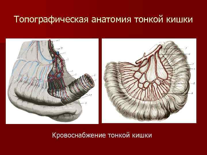 Топографическая анатомия тонкой кишки Кровоснабжение тонкой кишки 