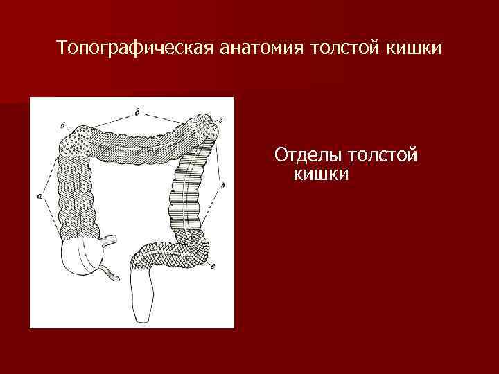 Топографическая анатомия толстой кишки Отделы толстой кишки 