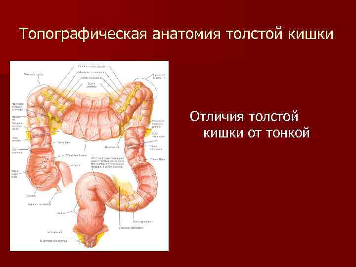 Топографическая анатомия толстой кишки Отличия толстой кишки от тонкой 