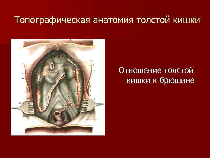 Топографическая анатомия толстой кишки Отношение толстой кишки к брюшине 