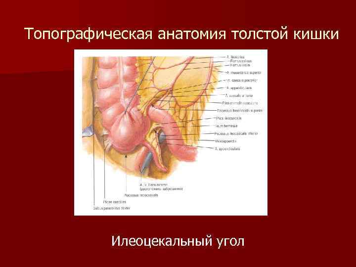Топографическая анатомия толстой кишки Илеоцекальный угол 