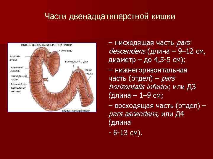Части двенадцатиперстной кишки – нисходящая часть pars descendens (длина – 9– 12 см, диаметр