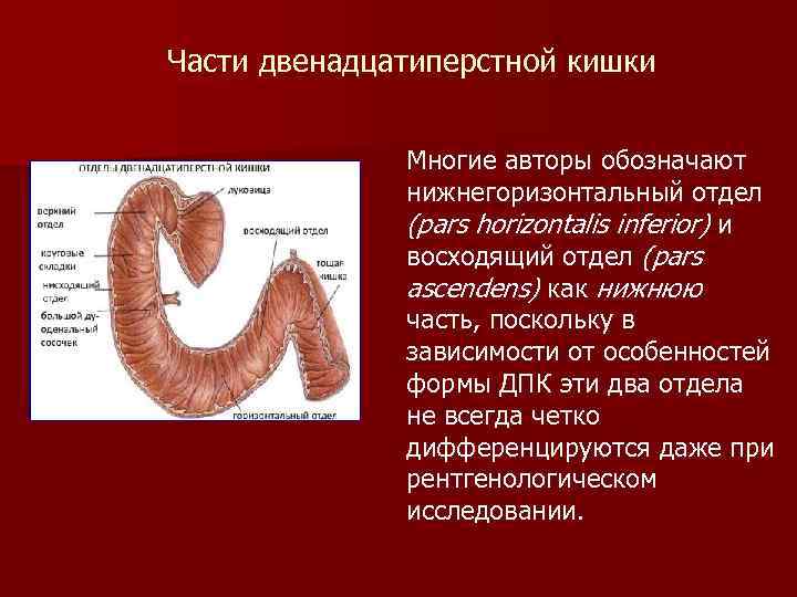 Части двенадцатиперстной кишки Многие авторы обозначают нижнегоризонтальный отдел (pars horizontalis inferior) и восходящий отдел
