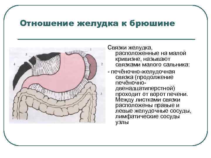 Отношение желудка к брюшине Связки желудка, расположенные на малой кривизне, называют связками малого сальника: