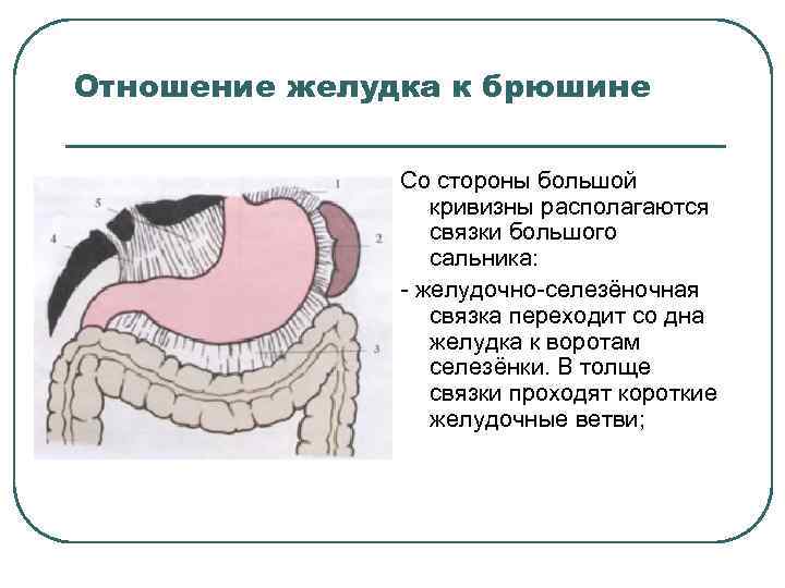 Отношение желудка к брюшине Со стороны большой кривизны располагаются связки большого сальника: желудочно селезёночная