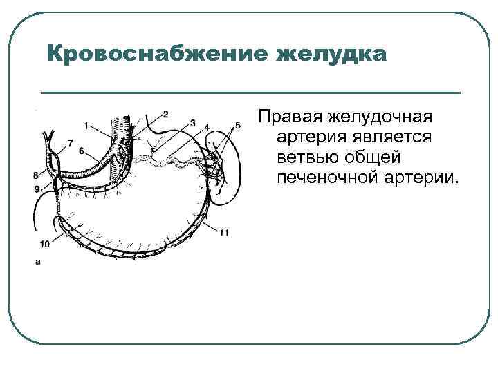 Кровоснабжение желудка Правая желудочная артерия является ветвью общей печеночной артерии. 