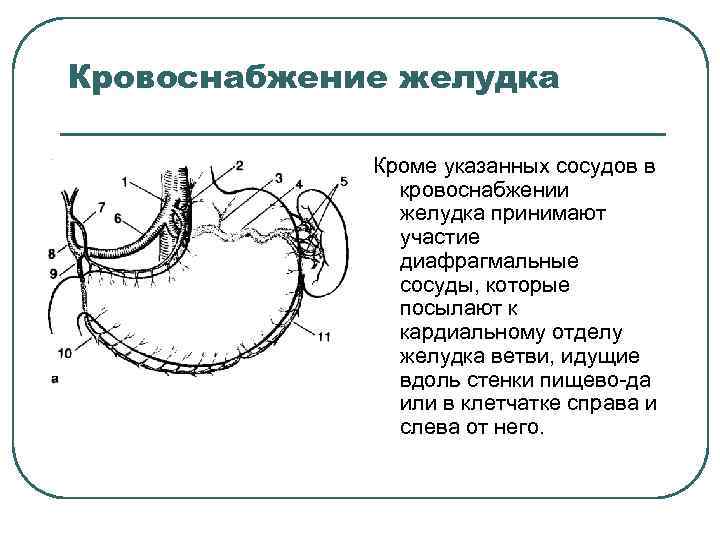 Кардиальный отдел желудка это