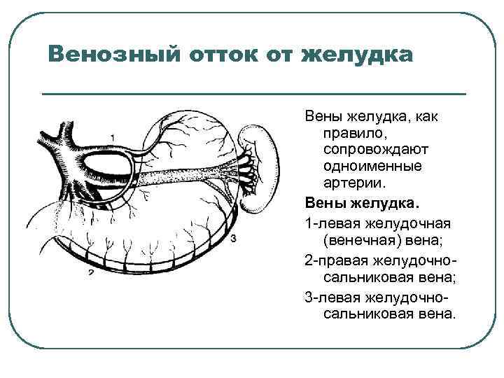 Венозный отток от желудка Вены желудка, как правило, сопровождают одноименные артерии. Вены желудка. 1