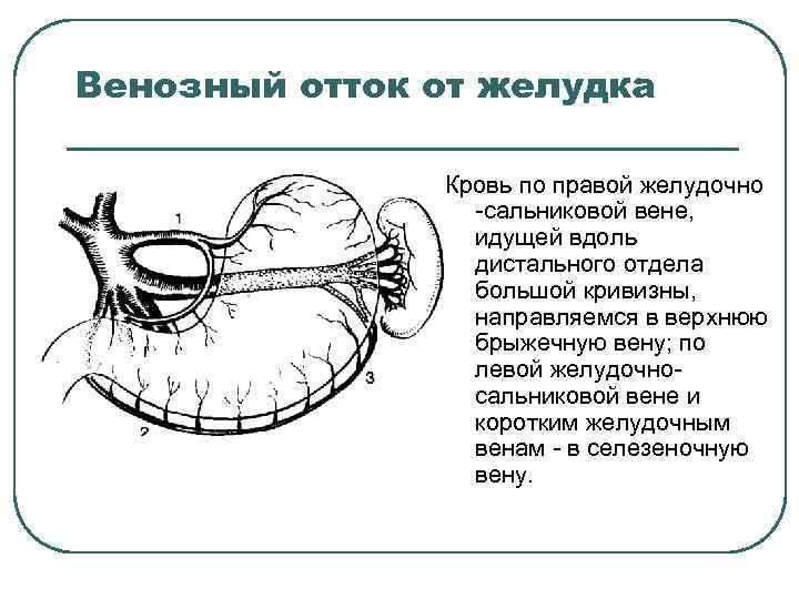 Венозный отток от желудка Кровь по правой желудочно сальниковой вене, идущей вдоль дистального отдела