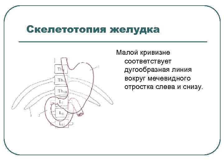 Скелетотопия желудка Малой кривизне соответствует дугообразная линия вокруг мечевидного отростка слева и снизу. 