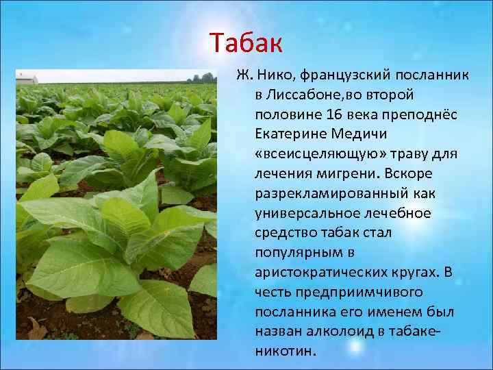 Табак Ж. Нико, французский посланник в Лиссабоне, во второй половине 16 века преподнёс Екатерине