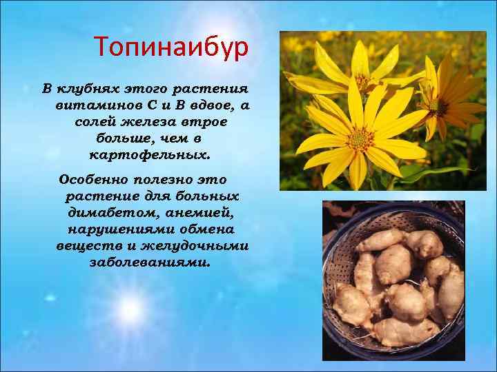 Топинаибур В клубнях этого растения витаминов С и В вдвое, а солей железа втрое