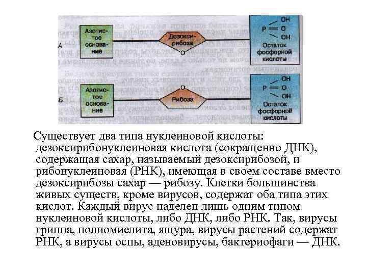 Существует два типа нуклеиновой кислоты: дезоксирибонуклеиновая кислота (сокращенно ДНК), содержащая сахар, называемый дезоксирибозой, и