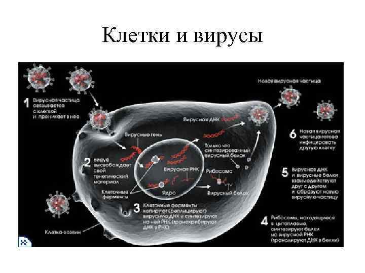 Клетки и вирусы 