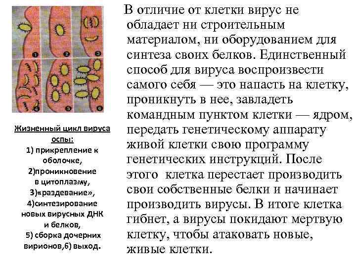 Жизненный цикл вируса оспы: 1) прикрепление к оболочке, 2)проникновение в цитоплазму, 3) «раздевание» ,