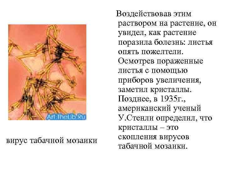 вирус табачной мозаики Воздействовав этим раствором на растение, он увидел, как растение поразила болезнь: