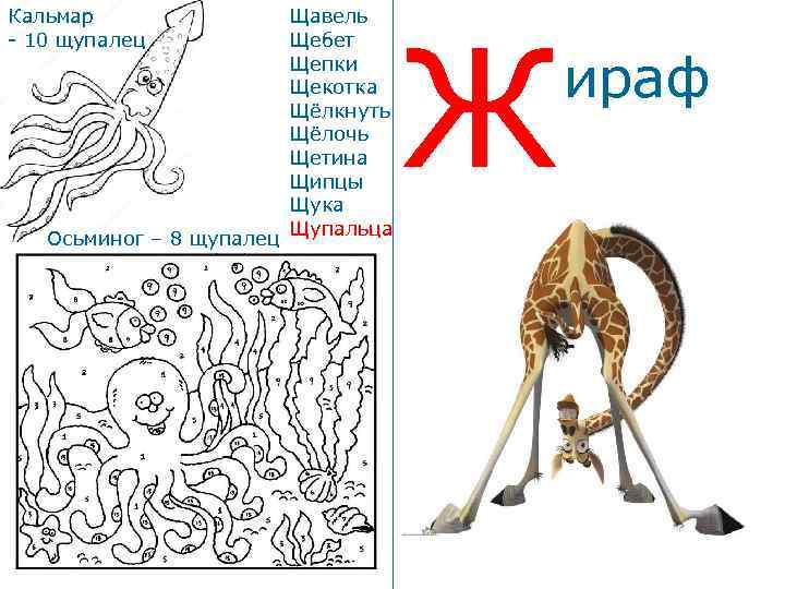 Кальмар - 10 щупалец Осьминог – 8 щупалец Щавель Щебет Щепки Щекотка Щёлкнуть Щёлочь