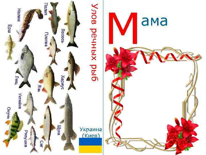 Улов речных рыб Украина (Киев) М ама 