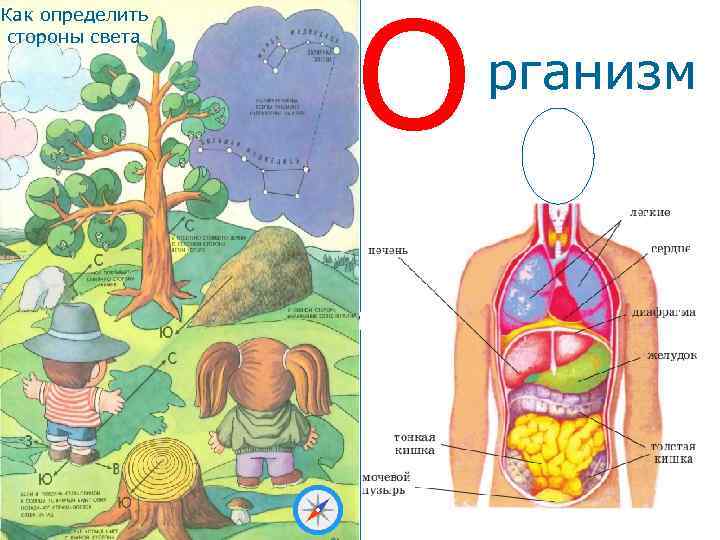 Как определить стороны света О рганизм 