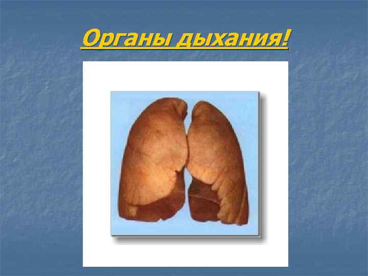 Органы дыхания! 