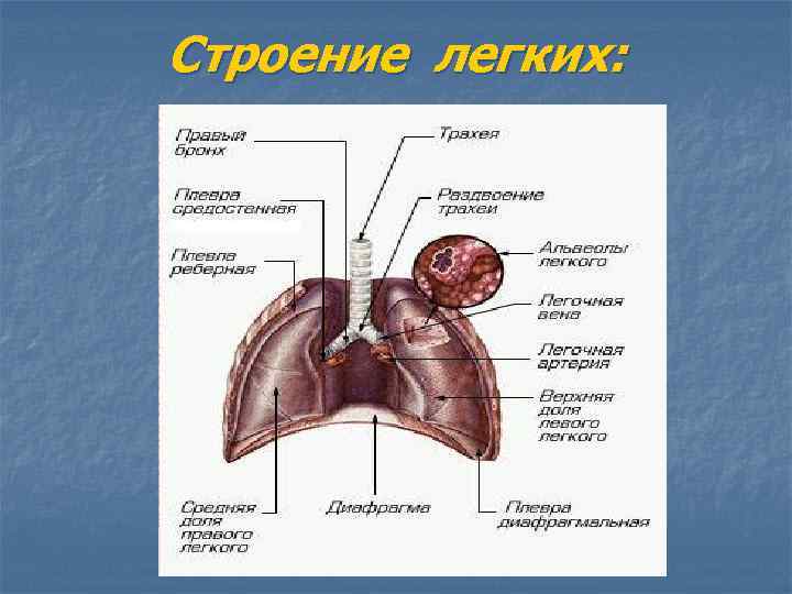 Строение легких: 