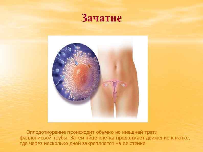 Зачатие Оплодотворение происходит обычно во внешней трети фаллопиевой трубы. Затем яйце клетка продолжает движение