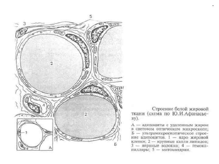 Жировая ткань рисунок с подписями