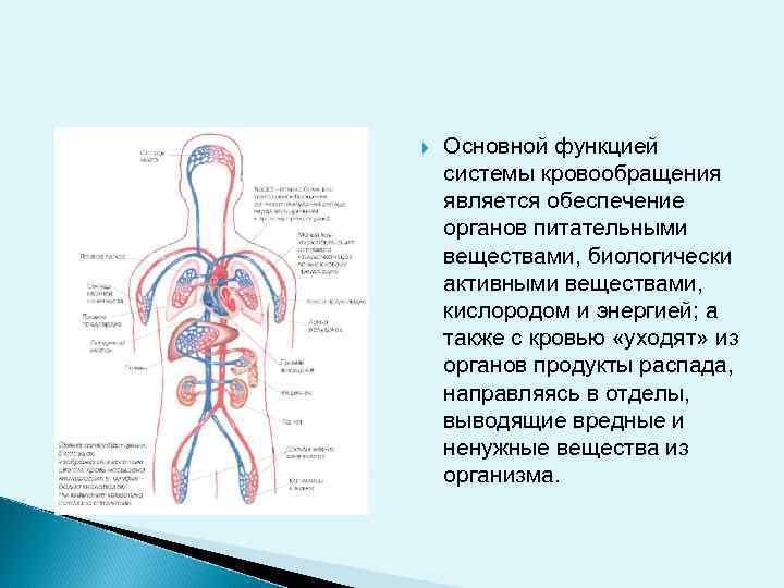  Основной функцией системы кровообращения является обеспечение органов питательными веществами, биологически активными веществами, кислородом