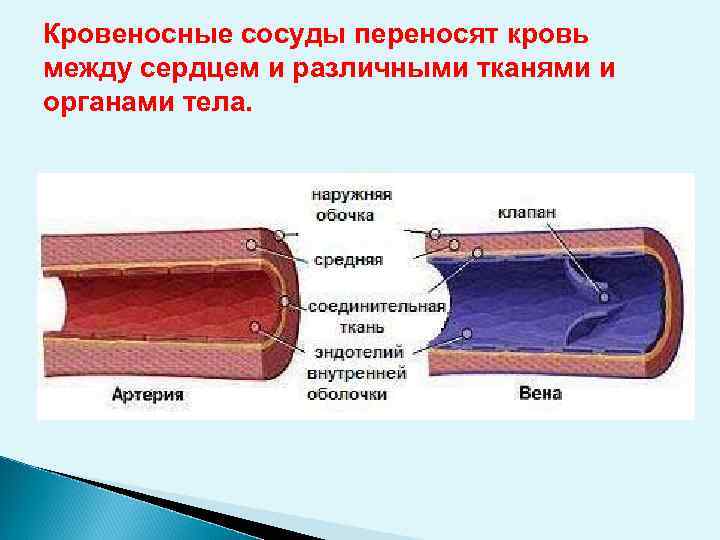 Кровеносные сосуды переносят кровь между сердцем и различными тканями и органами тела. 