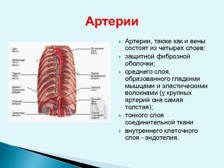 Артерии Артерии, также как и вены состоят из четырех слоев: защитной фиброзной оболочки; среднего