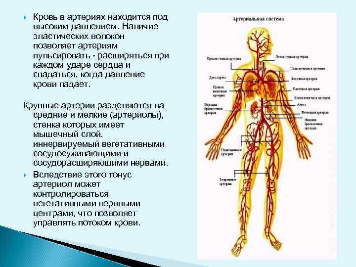  Кровь в артериях находится под высоким давлением. Наличие эластических волокон позволяет артериям пульсировать