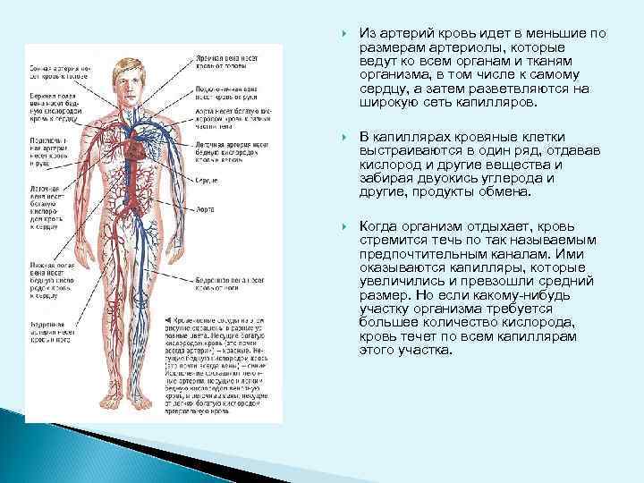  Из артерий кровь идет в меньшие по размерам артериолы, которые ведут ко всем