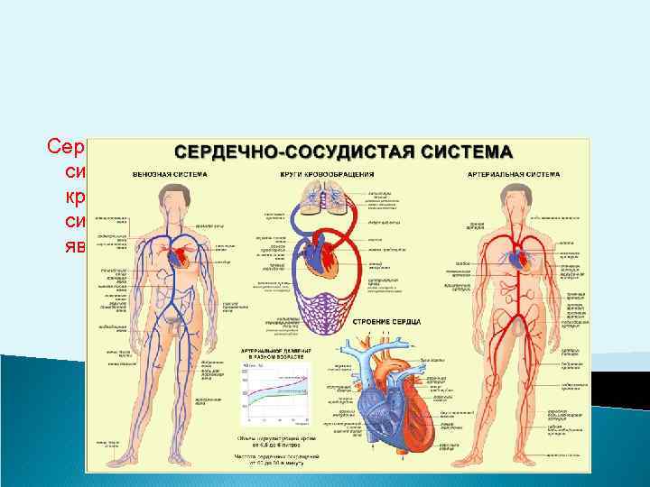 Сердечно-сосудистая система (сокращенно — ССС) — система органов, которая обеспечивает циркуляцию крови и лимфы