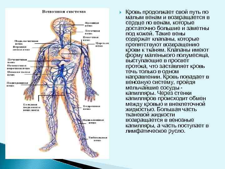  Кровь продолжает свой путь по малым венам и возвращается в сердце по венам,