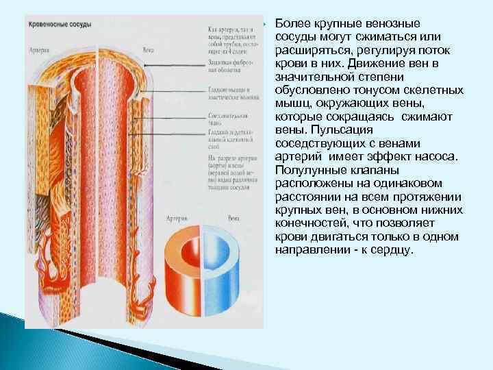  Более крупные венозные сосуды могут сжиматься или расширяться, регулируя поток крови в них.