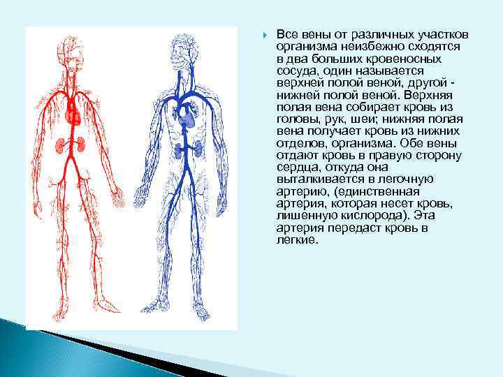  Все вены от различных участков организма неизбежно сходятся в два больших кровеносных сосуда,