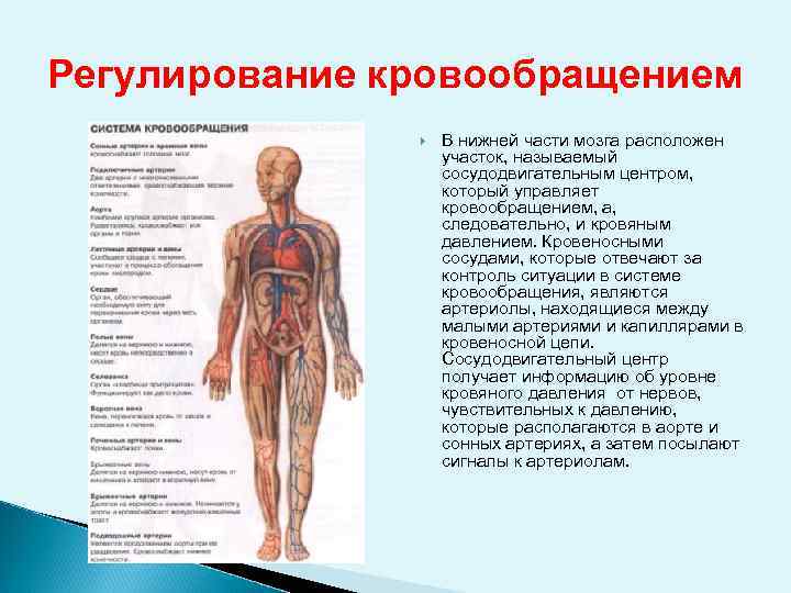 Регулирование кровообращением В нижней части мозга расположен участок, называемый сосудодвигательным центром, который управляет кровообращением,