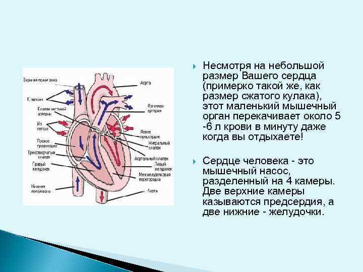  Несмотря на небольшой размер Вашего сердца (примерко такой же, как размер сжатого кулака),