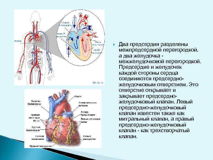  Два предсердия разделены межпредсердной перегородкой, а два желудочка межжелудочковой перегородкой. Предсердие и желудочек