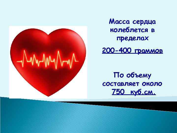 Масса сердца колеблется в пределах 200 -400 граммов По объему составляет около 750 куб.