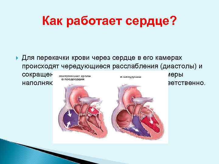 Как работает сердце? Для перекачки крови через сердце в его камерах происходят чередующиеся расслабления