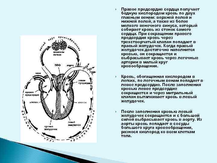  Правое предсердие сердца получает бедную кислородом кровь по двух главным венам: верхней полой