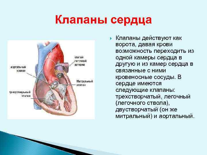 Клапаны сердца Клапаны действуют как ворота, давая крови возможность переходить из одной камеры сердца