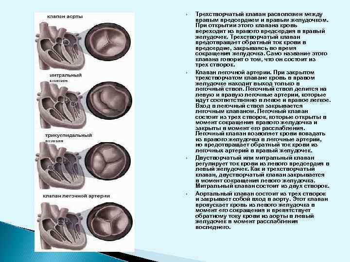 Двухстворчатый порок. ВПС 2 створчатый аортальный клапан. Типы двустворчатого аортального клапана. Функциональный двустворчатый аортальный клапан. Двустворчатый алртальеый Класпа.