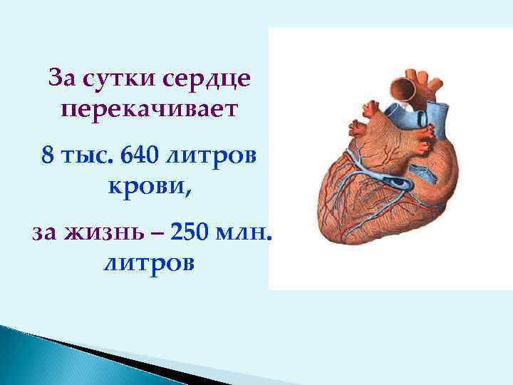 За сутки сердце перекачивает 8 тыс. 640 литров крови, за жизнь – 250 млн.