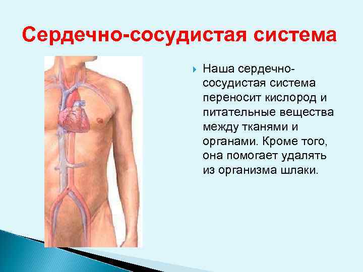 Сердечно-сосудистая система Наша сердечнососудистая система переносит кислород и питательные вещества между тканями и органами.